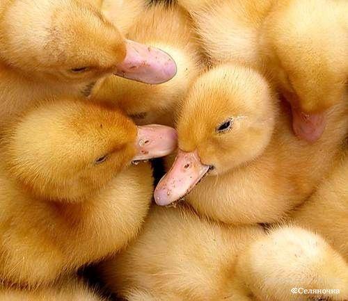 Альтернатива