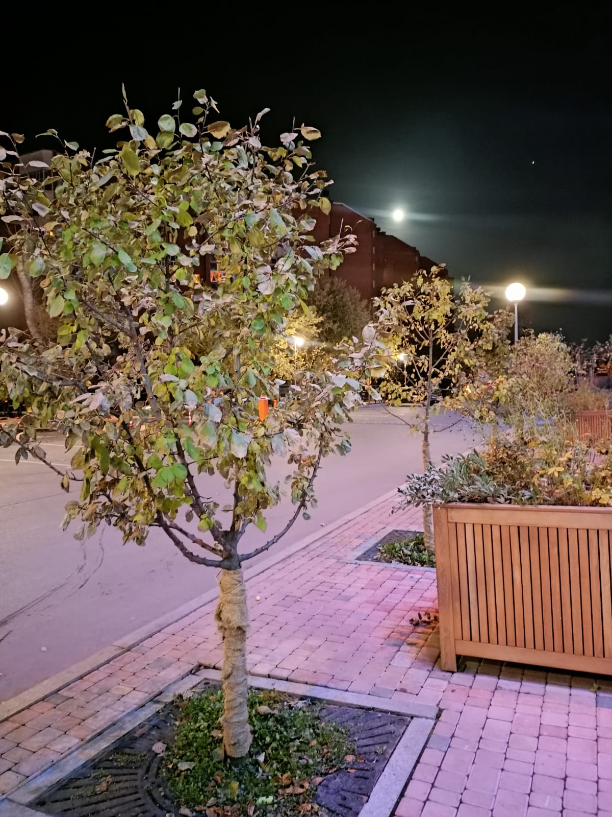 Лунная дорожка