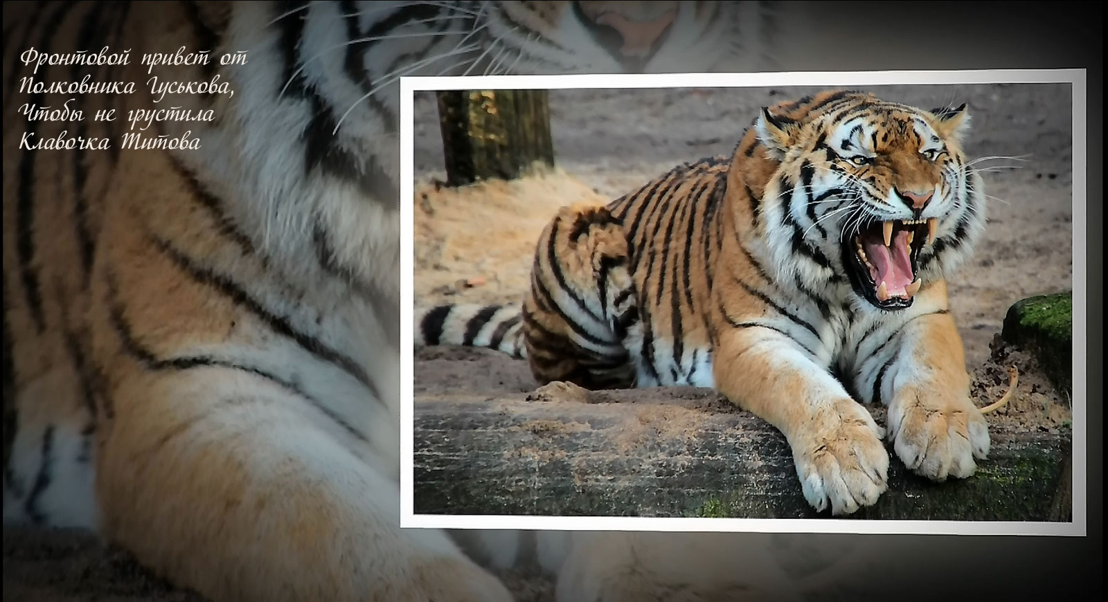 Клоуны подрались на манеже... Лиаризм