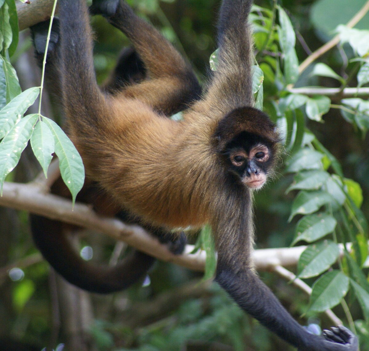 Обезьяна коата жоффруа