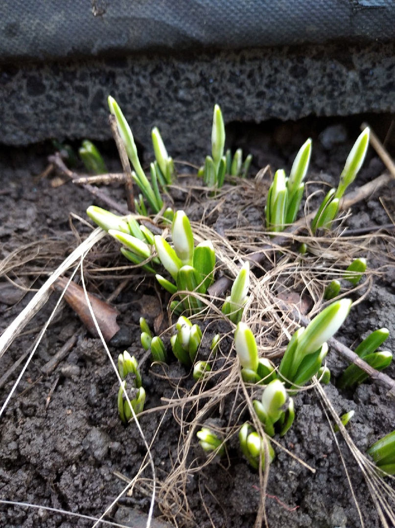 Зима идти не хочет