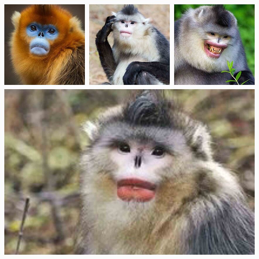 Мартышки - ринопитеки