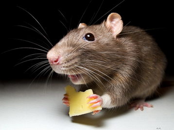 Бусечка и мыши