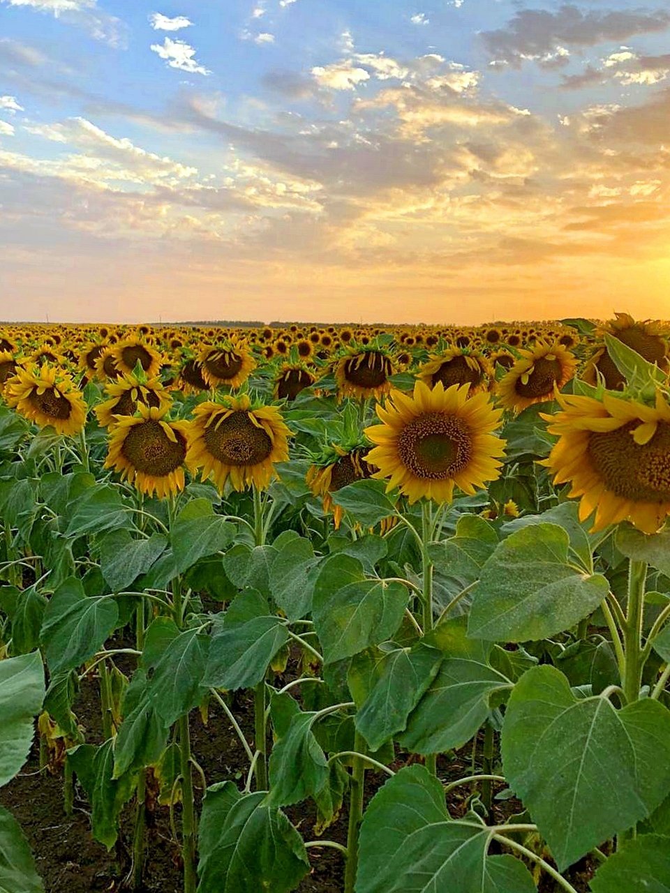 Цена Подсолнечника На Сегодня В Краснодарском Крае