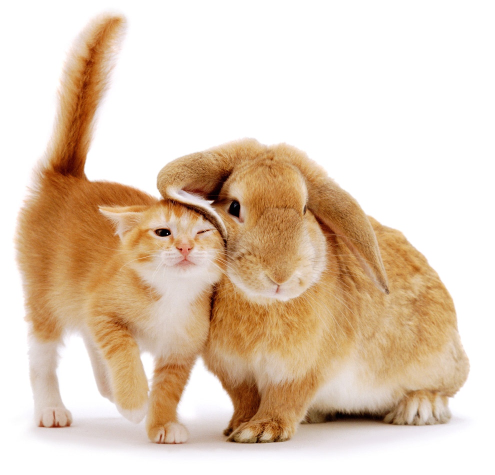 Восточный календарь