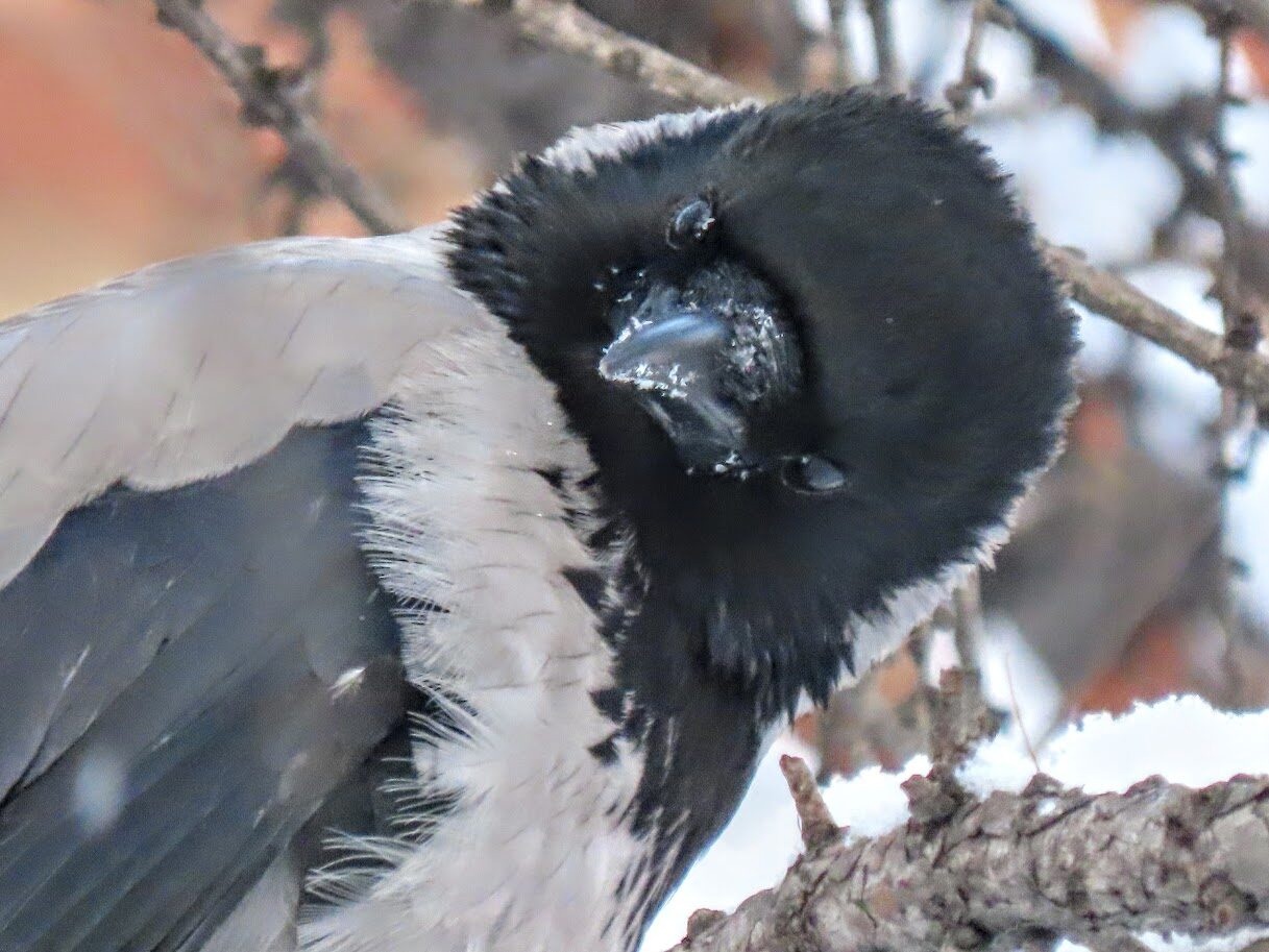 Радость, сказка, миф