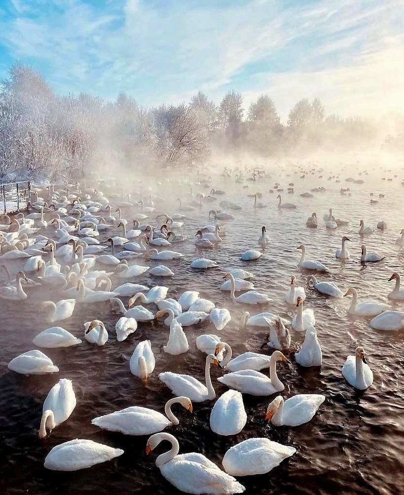 Лебединое озеро в алтайском