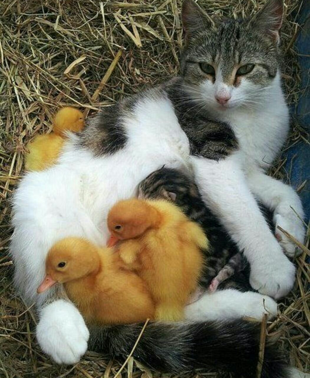 Cat duck. Домашние животные. Котенок и утенок. Котенок и цыпленок. Забота животных о детенышах.
