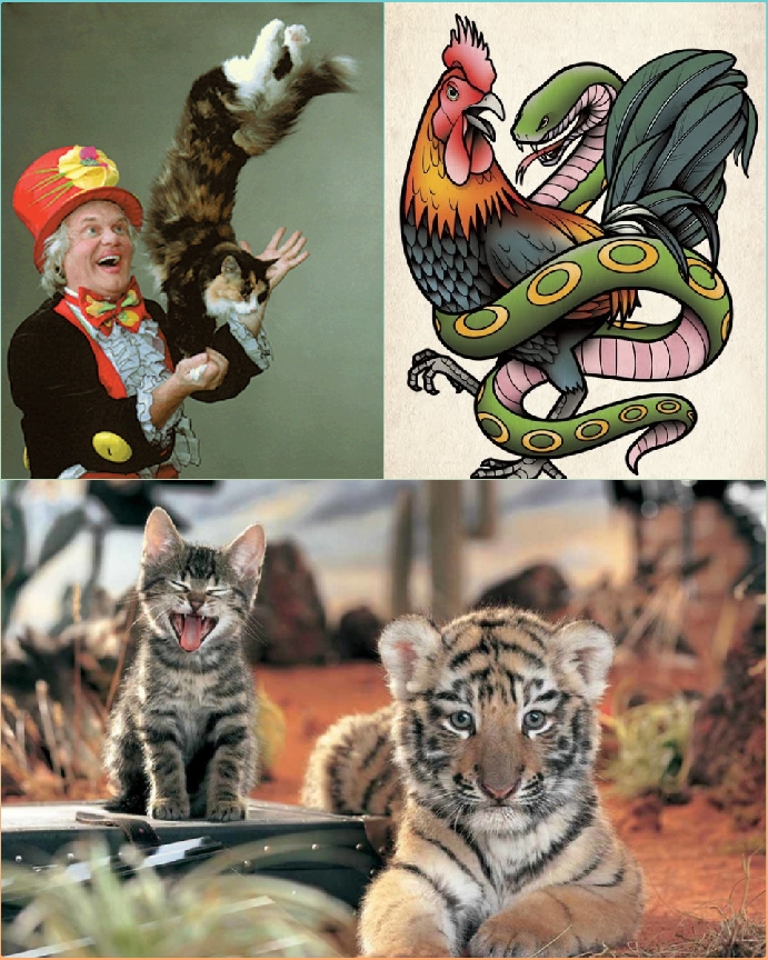 Тигр, Змея, Петух и Кот (Алла Ганновер) / Стихи.ру
