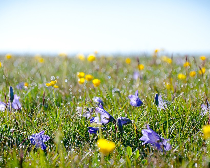 Ковёр роскошный - утренняя степь