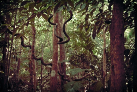 Падение в зелёный ад