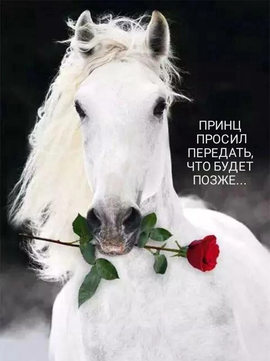 Покажи белую лошадку