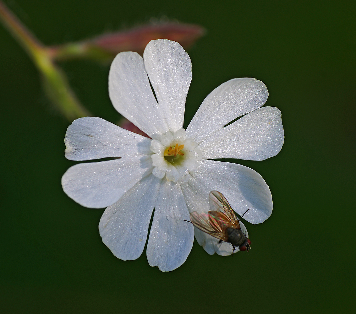 Смолевка белая