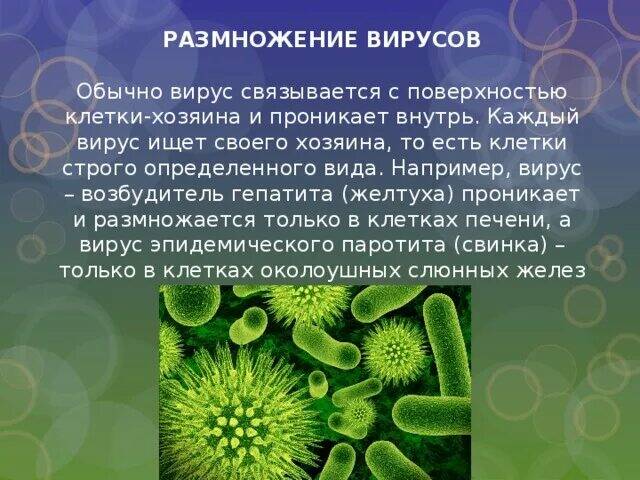 Бактерии хозяева. Вирусы по биологии. Биология тема вирусы. Вирусы размножаются. Краткое сообщение на тему вирусы по биологии.