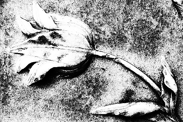 Французы с хлебом не едят