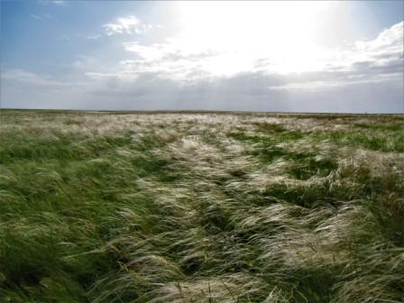 Степь свободная