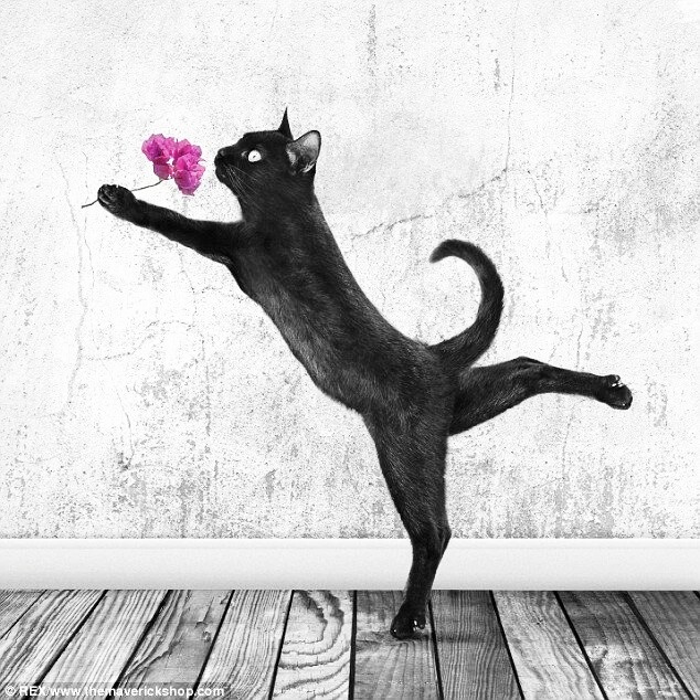 Кот потягивается рисунок