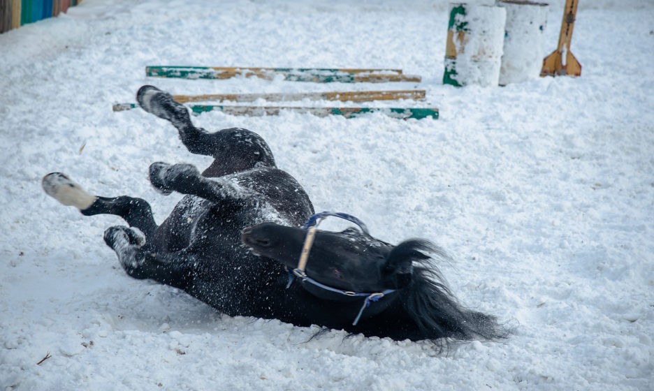 На девушку упала лошадь 19. Падение с лошади. Конь в гололед. Падение с лошади в снег.