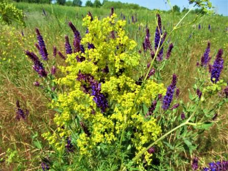 Медовый спас