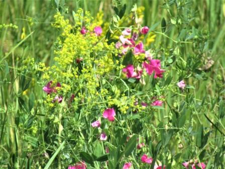 Улыбка лета