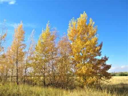 Струны души