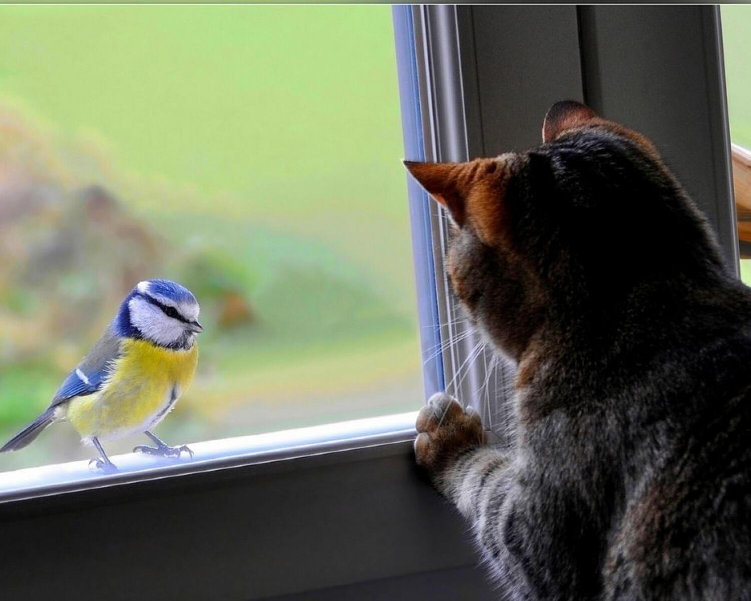 Птички для котика видео. Птицы на окна. Кот и синица. Птица на подоконнике. Синица на окне.