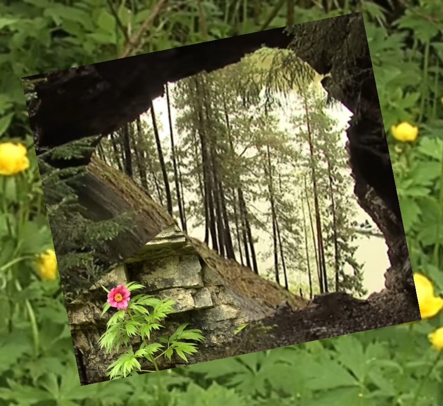 Память - цветы росли, но мало...