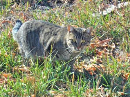 Звёзды говорят