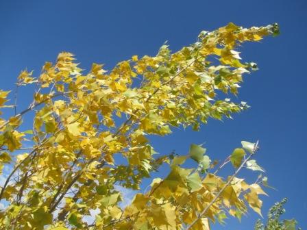 Золотая осень