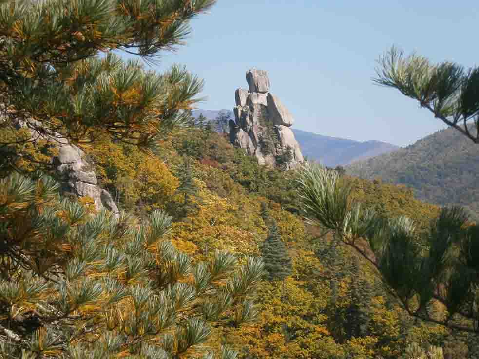 Утро в тайге