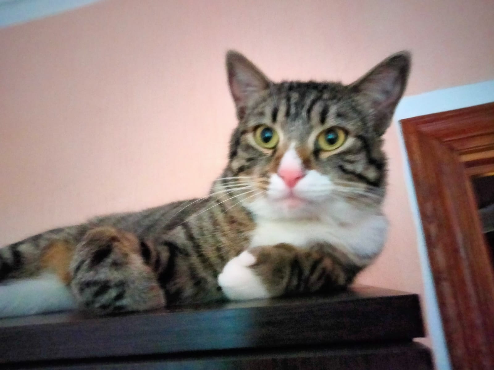 В память о моем котике..