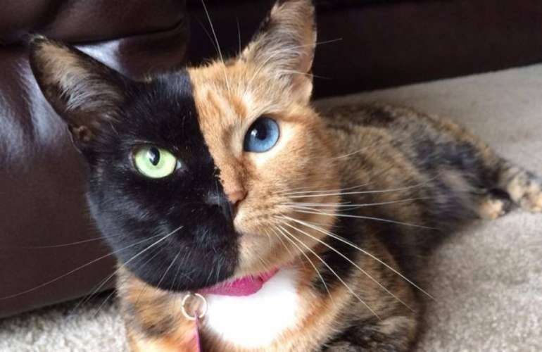 Ответ чёрному коту