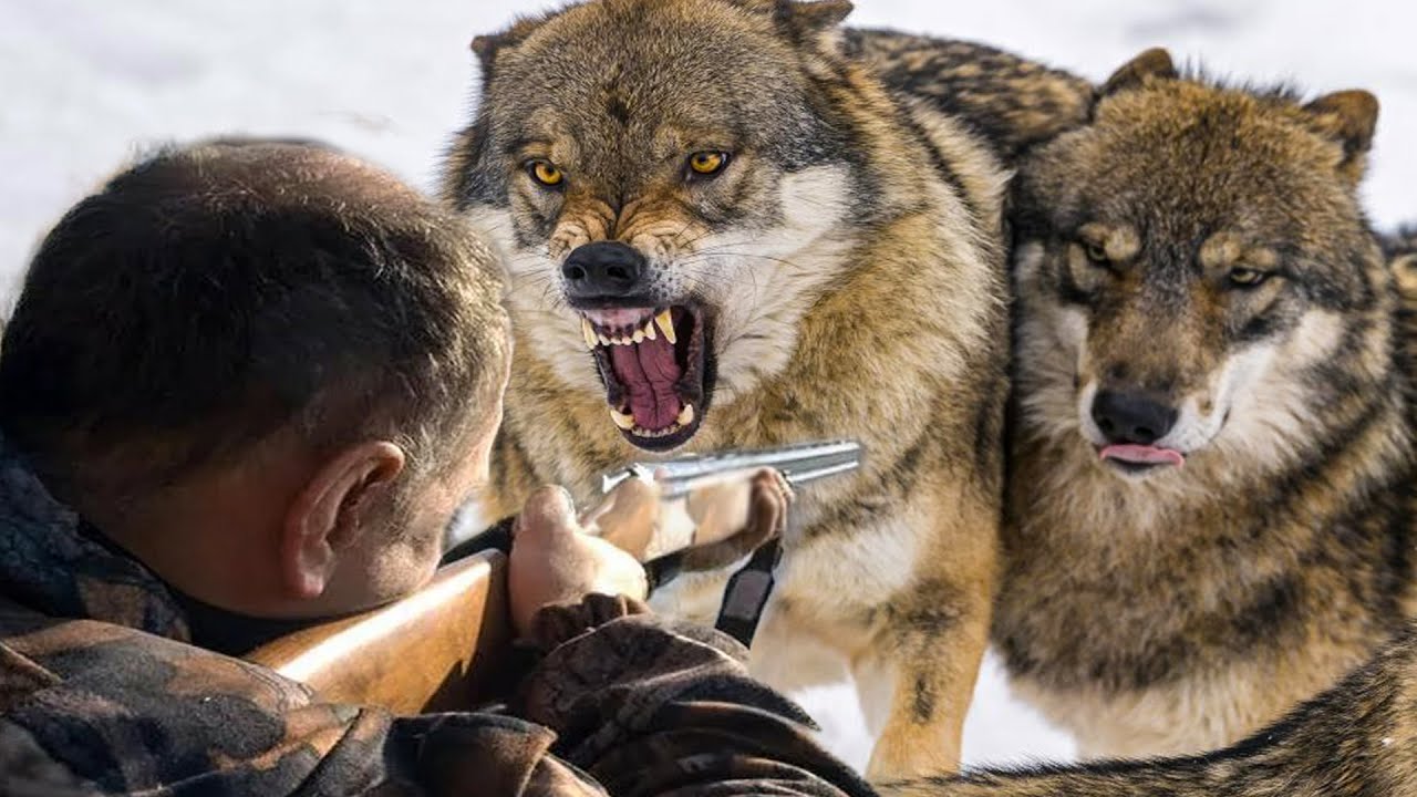 Охота диких волков