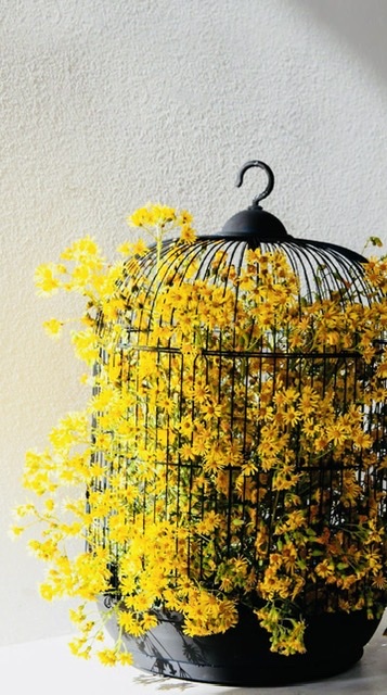 Вольный Ветер