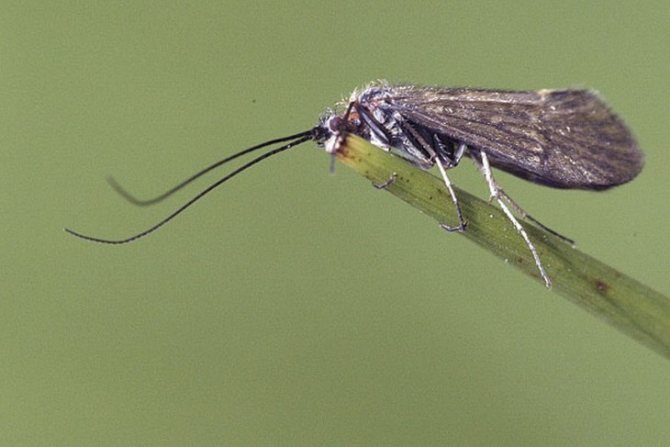 Сказочные домики