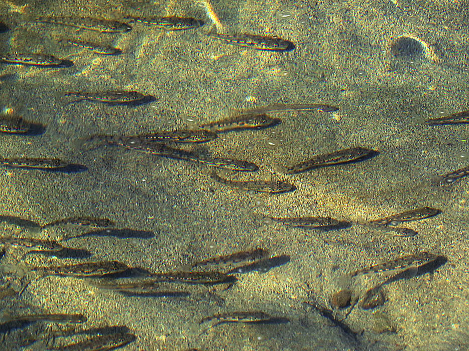 Рыбы мелких рек. Малек окуня. Мальки речных рыбок. Окунь Речной малек. Малек щуки.