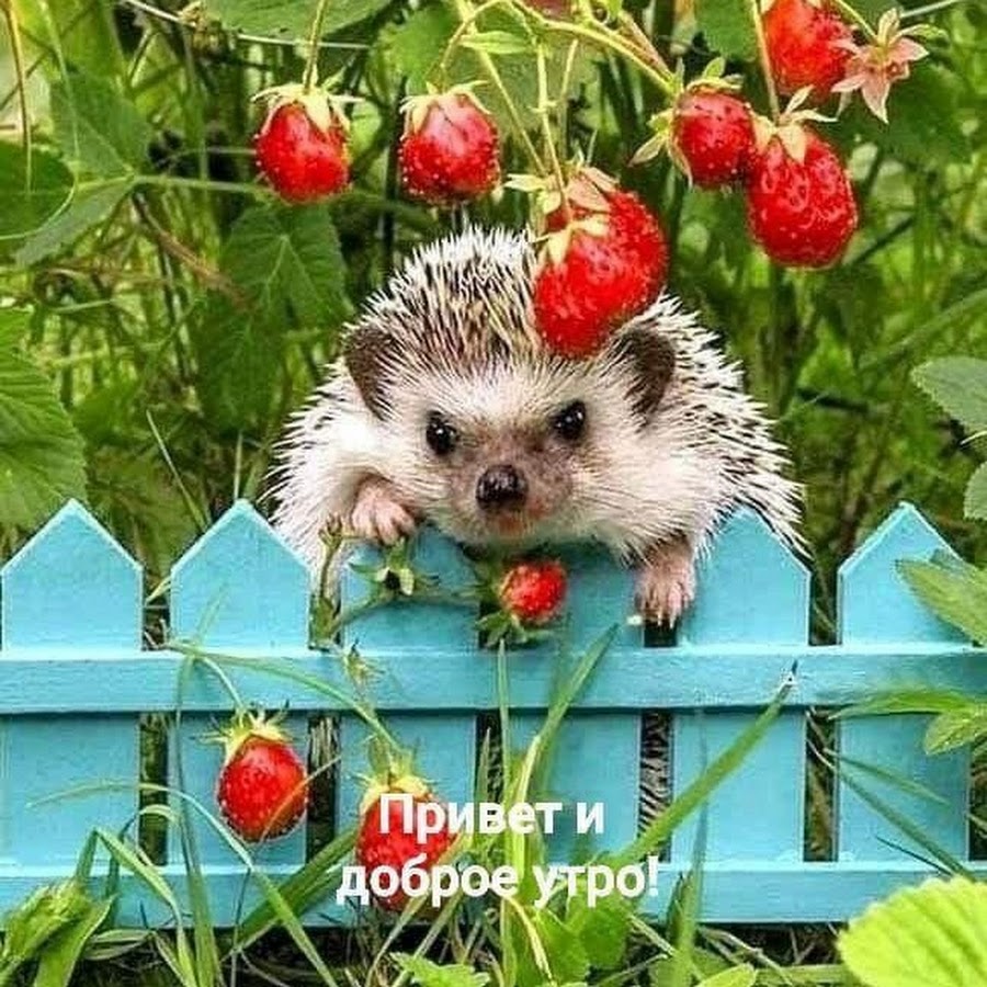 Что же вдруг, мои друзья, вы приуныли?