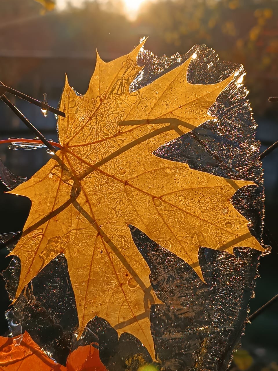 Кленовый лист