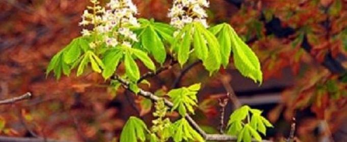 Осенний каштан