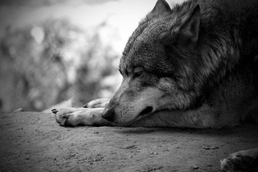 Wolves Polar wolf, Animals, Wolf