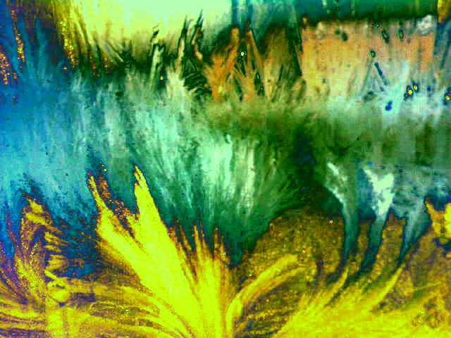 По лесополосе ольха