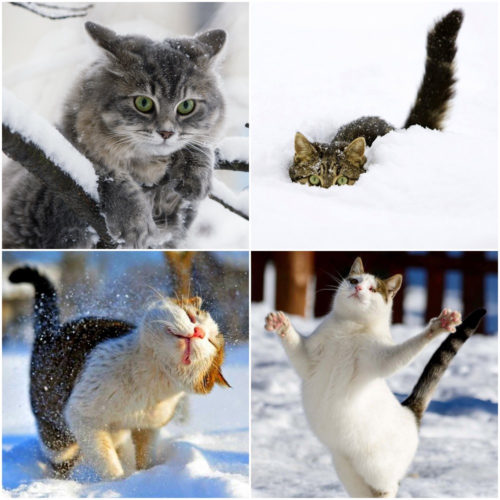 Февраль. Зима уж...