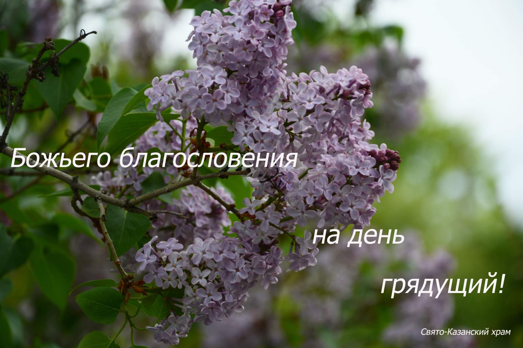 Нет ничего дороже
