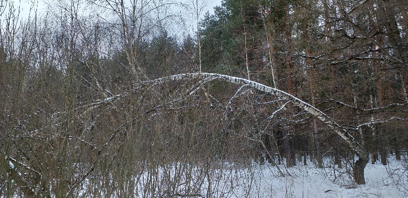 Берёзонька