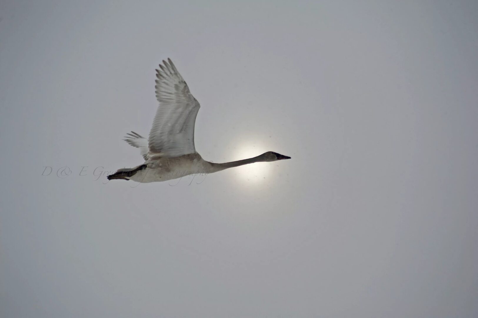 Я лечу к тебе белым лебедем лещенко. Лебедь в полете. Лебеди летят. Лебеди в небе. Лебедь летит вниз.