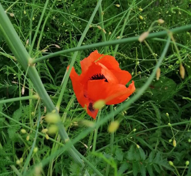 У двора голубел василёк (Людмила Бушева) / Стихи.ру