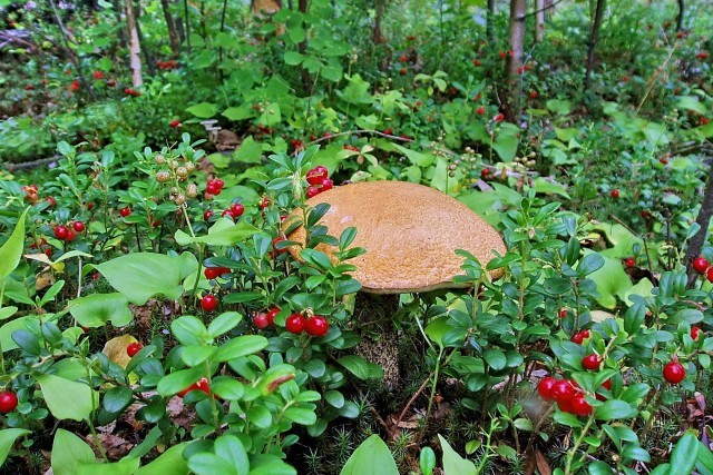 За брусникой...