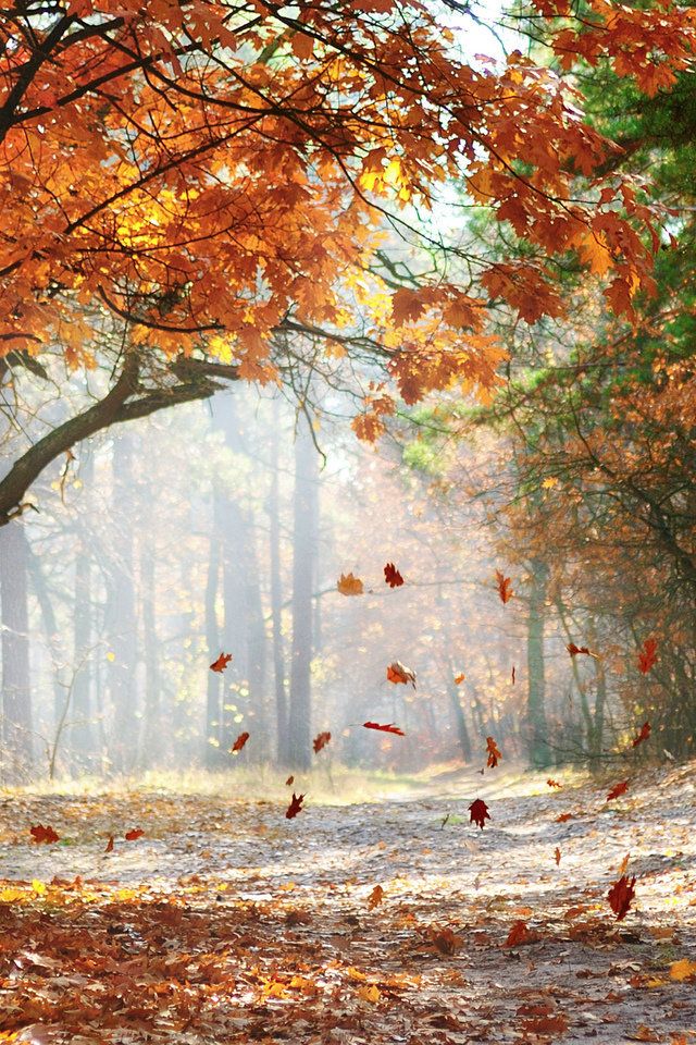 Если в лес пришёл по октябрю...