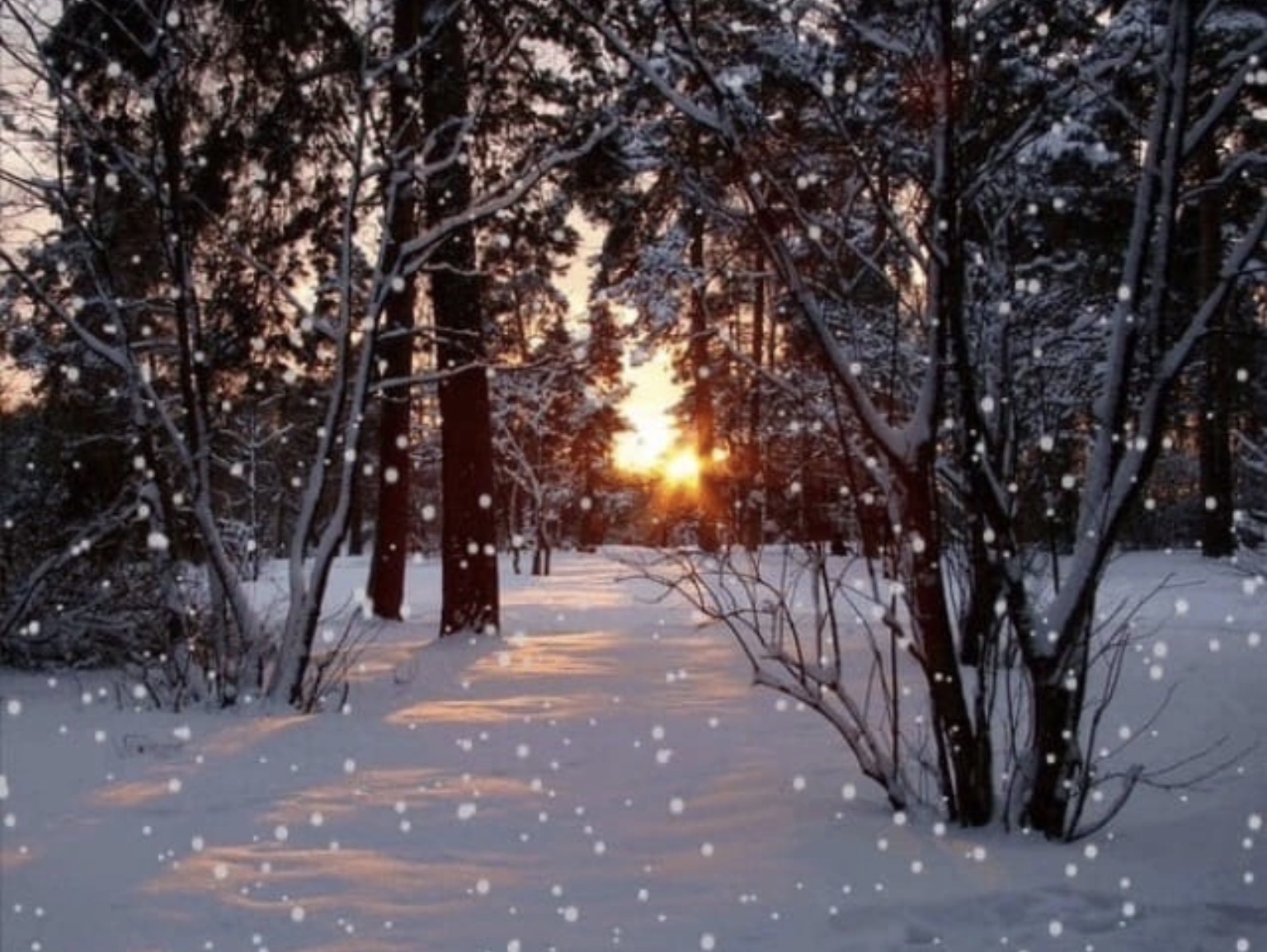 Найти снег падает. Зимой в лесу. Снег идет. Зимний снегопад. Зимний пейзаж.