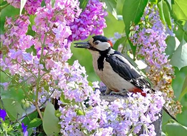 Моя сирень - весна моя